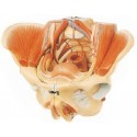 ADVANCE MODEL OF FEMALE PELVIS WITH  MUSCLES & GENITAL ORGANS (SOFT)